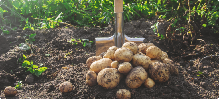 Kartoffeln richtig düngen So gelingt eine reiche Ernte