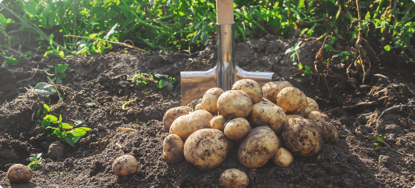 Kartoffeln richtig düngen So gelingt eine reiche Ernte
