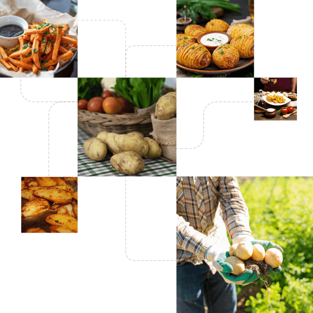 Collage von verschiedenen Kartoffelbildern, darunter frisch geerntete Kartoffeln in der Hand, Kartoffeln im Korb, gebackene Kartoffelgerichte und Pommes frites.