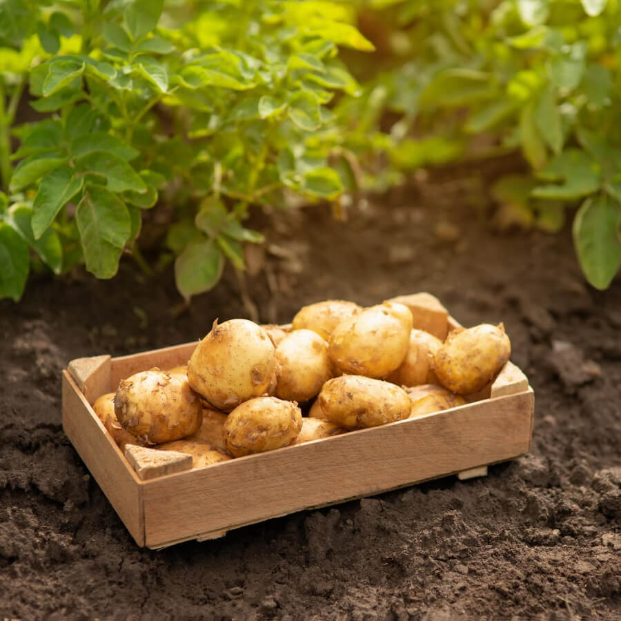 Holzkiste mit frisch geernteten Kartoffeln auf einem Feld, umgeben von grünen Kartoffelpflanzen.