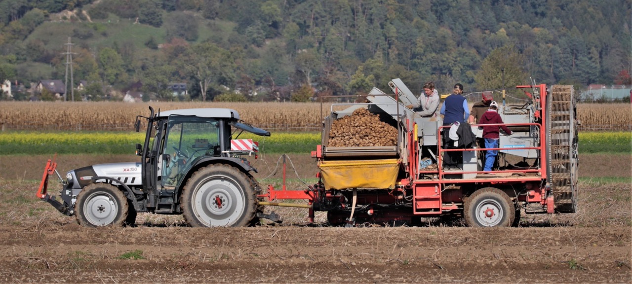 Trecker auf dem Kartoffelacker - Kartoffelferien